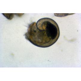 Mollusc Larvae, 1966