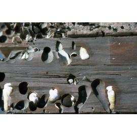 Martesia striata, Brisbane Water, 1986