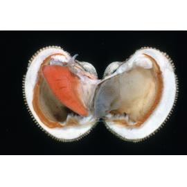 Proxichione materna, Cronulla