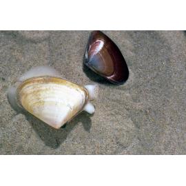 Donax deltoides, Wooli, 1986