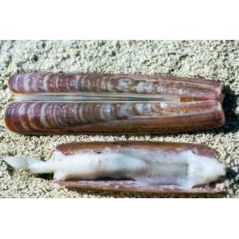 Solen vaginaoides, Kurnell, 1986