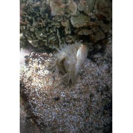 Limatula strangei, Collaroy, 1986