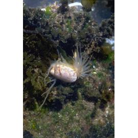 Limatula strangei, Newport, 1986