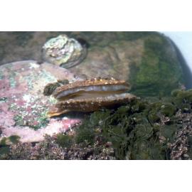 Scaeochlamys livida, Collaroy, 1986