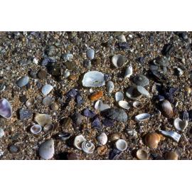Shells along the Tide Line, Newport, 1978