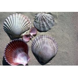 Pecten fumatus, 1986