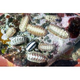 Ischnochiton species, Newport, 1986