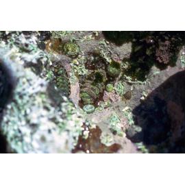 Onithochiton quercinus, Cape Banks