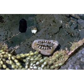 Onithochiton quercinus, Wooli, 1986