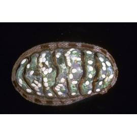 Chiton pelliserpentis, Cape Banks, 1964