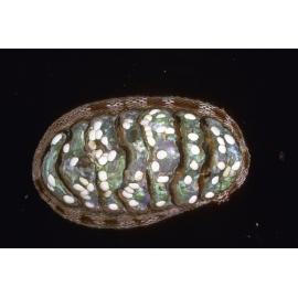 Chiton pelliserpentis, Cape Banks, 1964