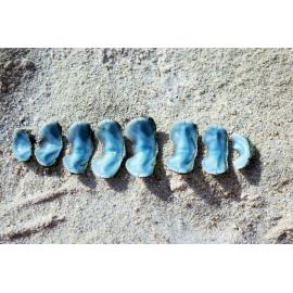 Plaxiphora albida, Cottesloe, 1986