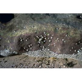 Siphonaria syphorochiton and Galeolaria, La Perouse, 1960