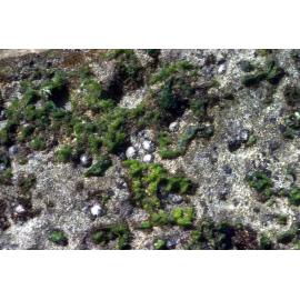 Siphonaria on upper shores, Norfolk Island, 1980