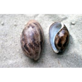 Bulla quoyii