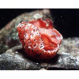Mysticoncha wilsoni, Cronulla, 1968