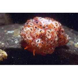 Mysticoncha wilsoni, Cronulla, 1968