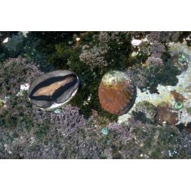 Haliotis rubra, Cape Banks