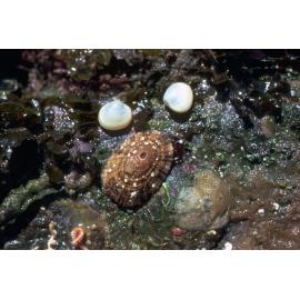 Diodora lineata