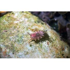 Amblychilepas nigrita, Minnie Water, 1970