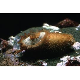 Amblychilepas nigrita, Newport