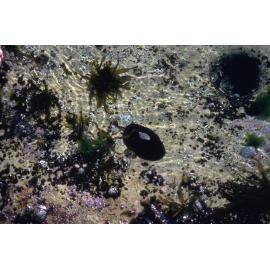 Scutus antipodes