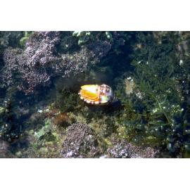Phalium labiatum, Newport