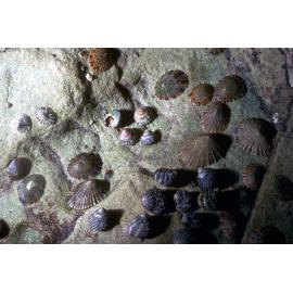 Cellana among Bembicium and Austrocohlea, Newport, 1985