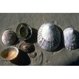 Cellana tramoserica, Western Australia