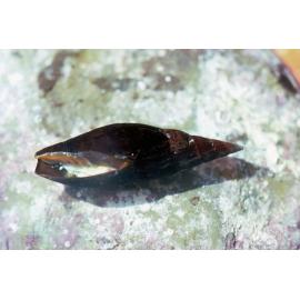 Mitra carbonaria, Newport, 1986