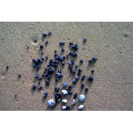 Janthina violacea and Janthina globosa, Wooli, 1979