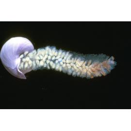 Janthina violacea