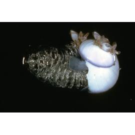 Janthina violacea, Sydney, 1963