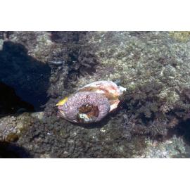 Cymbiola magnifica, Minnie Water, 1978