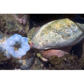 Cymbiola magnifica, Minnie Water, 1978