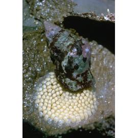 Ranella australasia, Collaroy, 1966