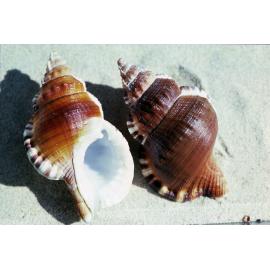 Ranella australasia, Wooli, 1986