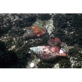 Charonia lampas rubicunda, Cape Banks, 1986