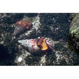 Charonia lampas rubicunda, Cape Banks, 1986