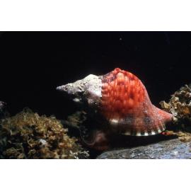 Charonia rubicunda