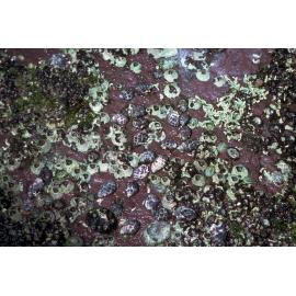Morula marginalba, Newport, 1985