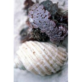 Dicathais orbita