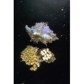 Chicoreus denudatus, Watsons Bay, 1966