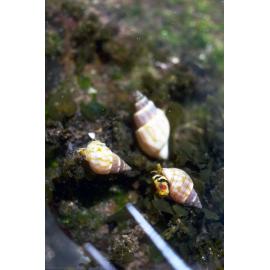 Nassarius particeps, Newport, 1986