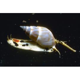 Nassarius particeps, Collaroy, 1964