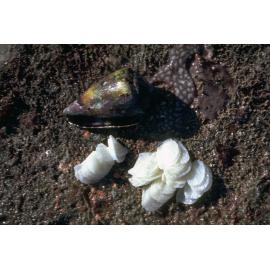 Conus papilliferus, 1979