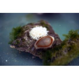 Cypraea annulus, Lord Howe Island, 1974