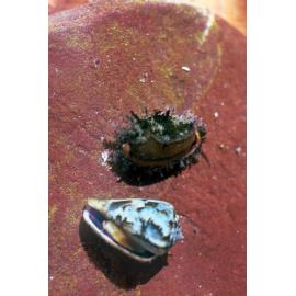 Cypraea erosa and Conus papilliferus, Newport, 1986