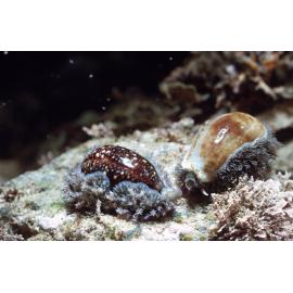 Cypraea caputserpentis and Cypraea erosa, Collaroy, 1968