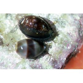 Cypraea caputserpentis, Newport, 1986